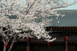 © 晨旭 韩 - Cherry blossoms on tree against house