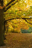 Fototapeta Krajobraz - Autumn landscape. Trees with yellow, orange and red leaves. Golden autumn.