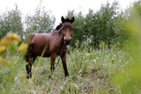 Fototapeta Konie - horse in a field