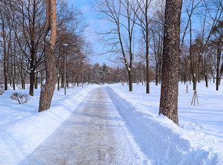 Wall Mural - View of the long road in the winter pine Park of the city.