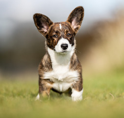 Wall Mural - Beautiful welsh corgi