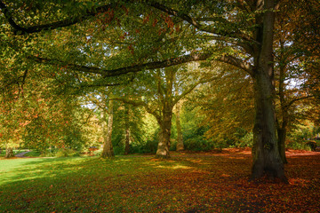 Wall Mural - beautiful autumn trees with colorful leaves in an old park, seasonal nature background, selected foc