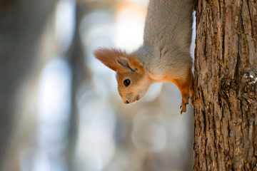 red squirrel sitting on a tree in forest