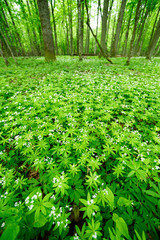 Wall Mural - Waldmeister (Galium odoratum) im Nationalpark Bilalowieza, Polen - sweetscented bedstraw