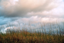 Prairie Grass Against Sky