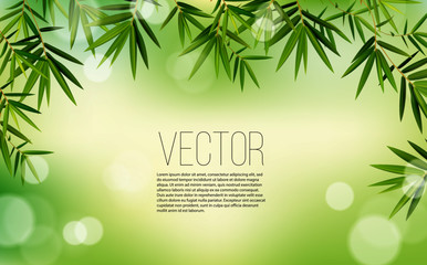 Green bamboo leaves. Vector illustration