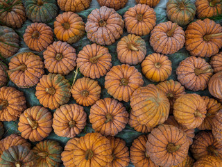 The group of variety of the pumpkin