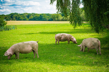 Wall Mural - pigs in field. healthy pig on meadow