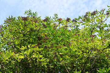 Wall Mural - Black elderberry fruits and green leaves.