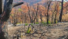 Dry Leaves And Black Trunks Of Burnt Trees In The Forest After Fire