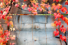 Plant On Wood Fence In Autumn. Autumn Background