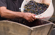 Grinding grapes in a special juicer. Harvest home. Technology of wine production. The folk tradition of making wine. Winemaker's hand at the time of pouring wine material for grinding.