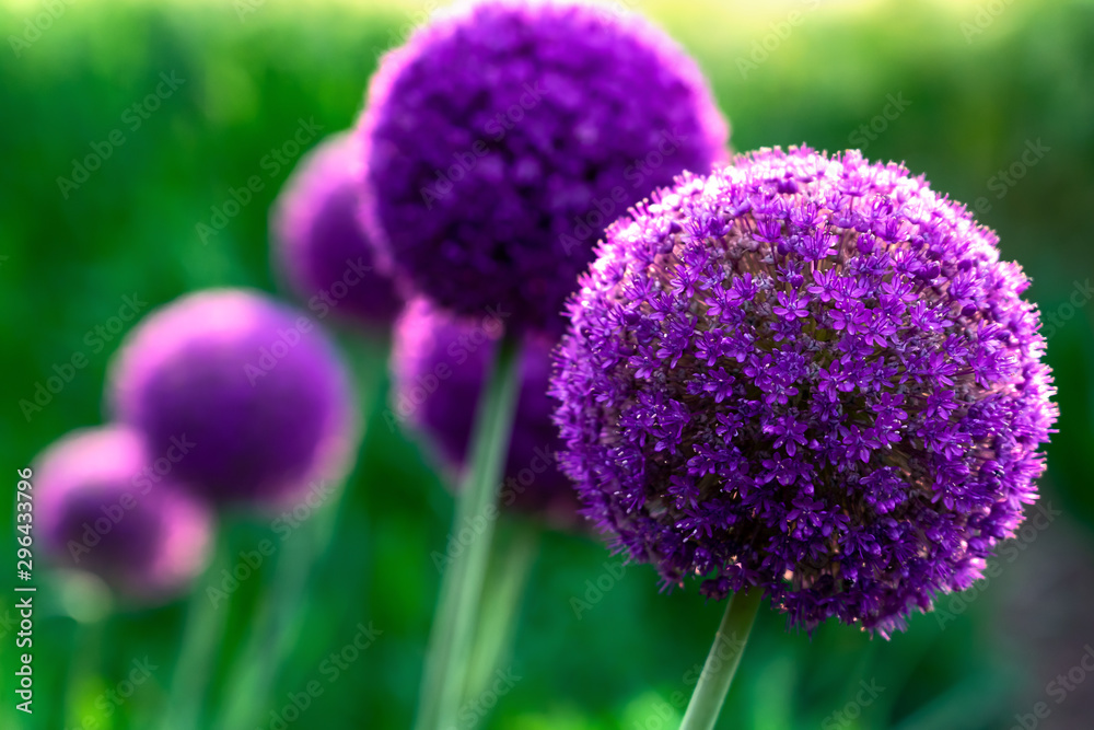 Giant violet ion (Allium Giganteum) flowers blooming - obrazy, fototapety, plakaty 