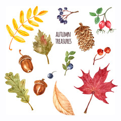 Watercolor autumn set of leaves, berries, isolated on white background. Seasonal fall plants from forest - acorn, maple leaf, oak, pine cone, blueberry, rosehip, black chokeberry. Nature illustration.