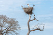 Jabiru Stork On High Nest