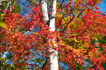 The silver birch trees and red leaves.