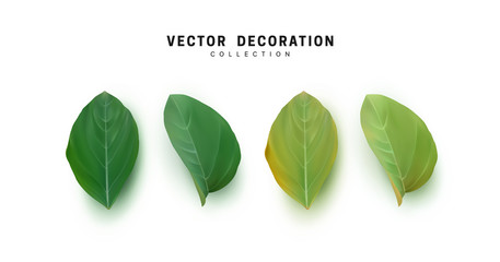 Poster - Set of leaves, foliage realistic green petals. Isolated on white background. vector illustration