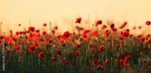 Fototapeta Rural fields in summer, with beautiful blooming wild red poppy flowers