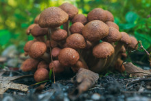 Large Group Of Wild Mushrooms