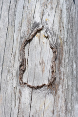 Wall Mural - Close up surface of wood log without nude.