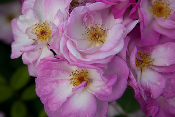 Wall Mural - Pink rose