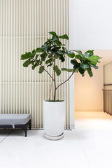 Wall Mural - Fiddle Leaf Fig Tree Scandinavian Decor with minimal style.