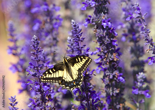 Cuadros en Lienzo Close up eastern tiger swallowtail butterfly drinking nectar from purple flowers