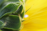 Fototapeta Tulipany - Sonnenblume