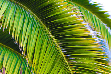 Fototapete - Close up palm leaves.