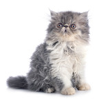 Fototapeta Zwierzęta - persian kitten in studio