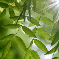 green tree leaves textured in autumn in the nature, green background