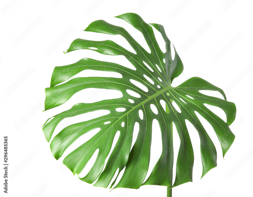 Green tropical leaf on white background