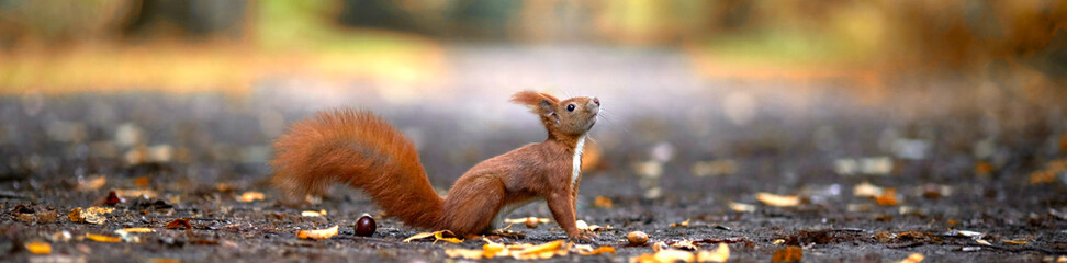 lustiges Eichhörnchen im Park