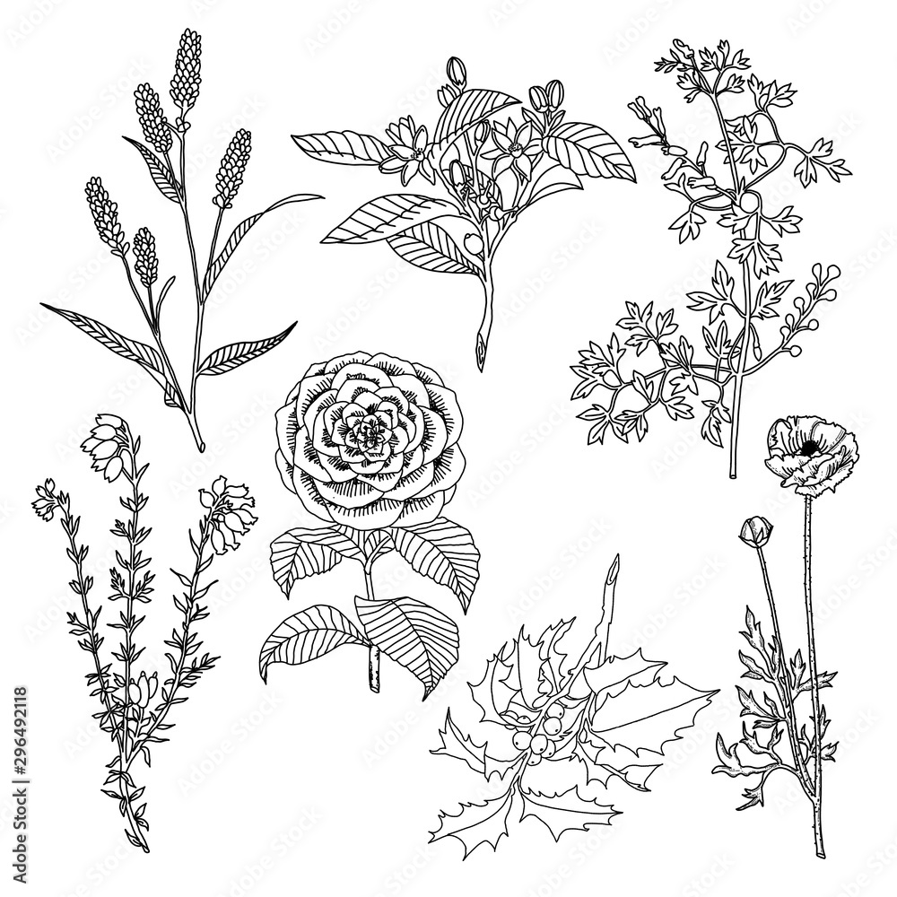 rysunek botaniczny rośliny kwiaty obrys kształt - obrazy, fototapety, plakaty 