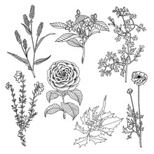 Rysunek Botaniczny Rośliny Kwiaty Obrys Kształt