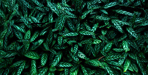 Green leaf texture  Leaf texture background