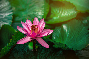 closeup beautiful lotus flower and green leaf in pond, purity nature background, red lotus water lily blooming on water surface and dark blue leaves toned