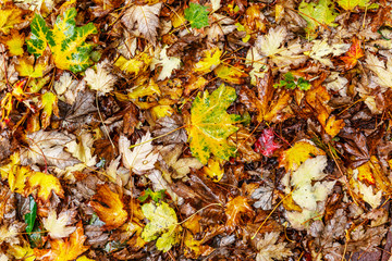 Wet colorful autumn leaves on the ground. Background. Close-up. Space for text.