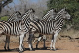 Fototapeta Sawanna - Attentive Zebras