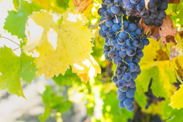 Large bunch of grapes hang from a vine, Close Up of red wine grapes