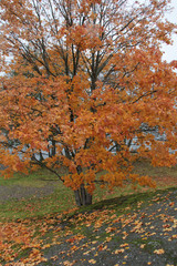 Wall Mural - trees in forest with autumn foliage on lake