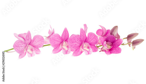 Cuadros en Lienzo pink orchid flowers isolated on white background
