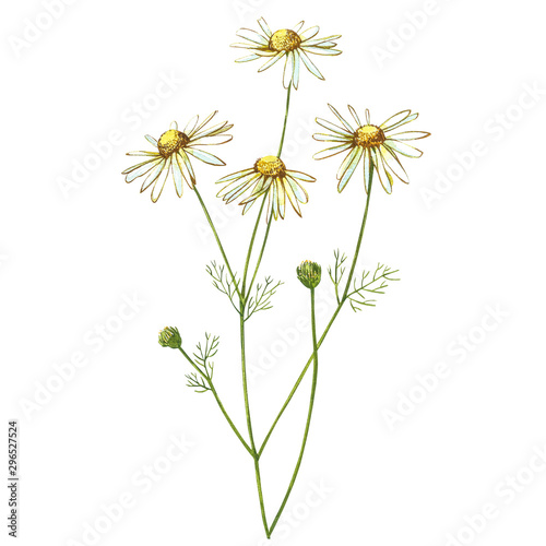 Fototapety Rumianek  bukiety-rumianku-lub-stokrotki-kwiaty-biale-realistyczny-szkic-botaniczny-na-bialym-tle