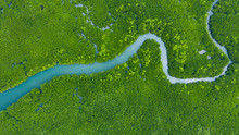 Aerial View Mangrove Jungles In Thailand, River In Tropical Mangrove Green Tree Forest Top View, Trees, River. Mangrove Landscape.