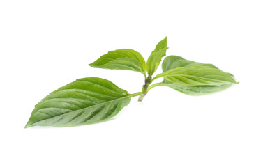 leaf of basil isolated on white