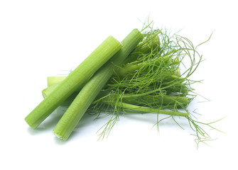 Fresh, organic fennel on a white background