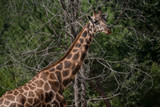 Fototapeta Zwierzęta - Retrato de una jirafa adulta en cautividad
