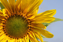 Mammoth Sunflower Head In Full Bloom.