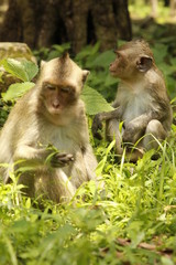 Angkor Wat, Siem Reap / Cambodia »; August 2017: Two monkeys quietly in Angkor Wat