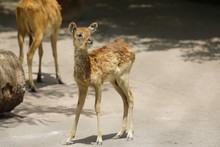 Weißnacken-Moorantilope Baby